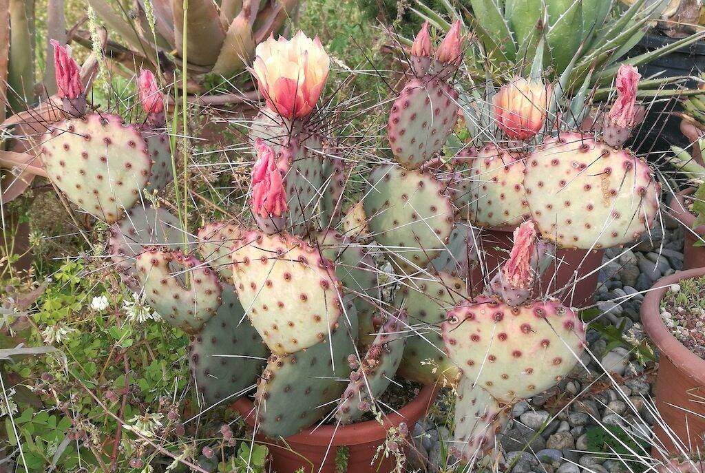 Opuntia azurea al sole diretto