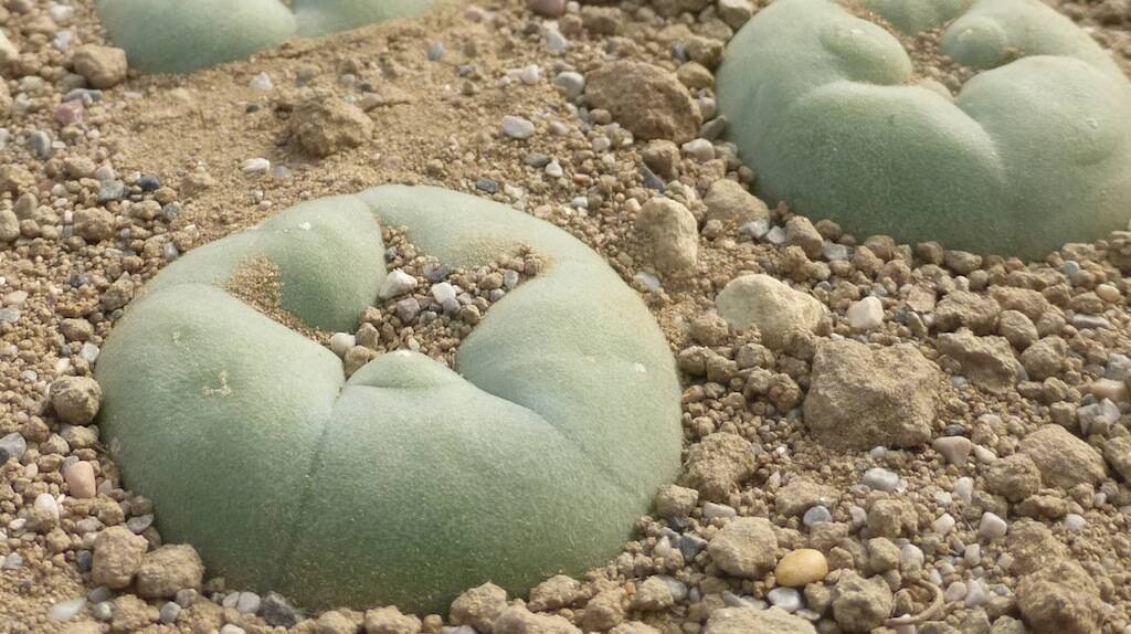 Lophophora