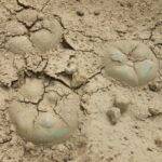 Lophophora williamsii