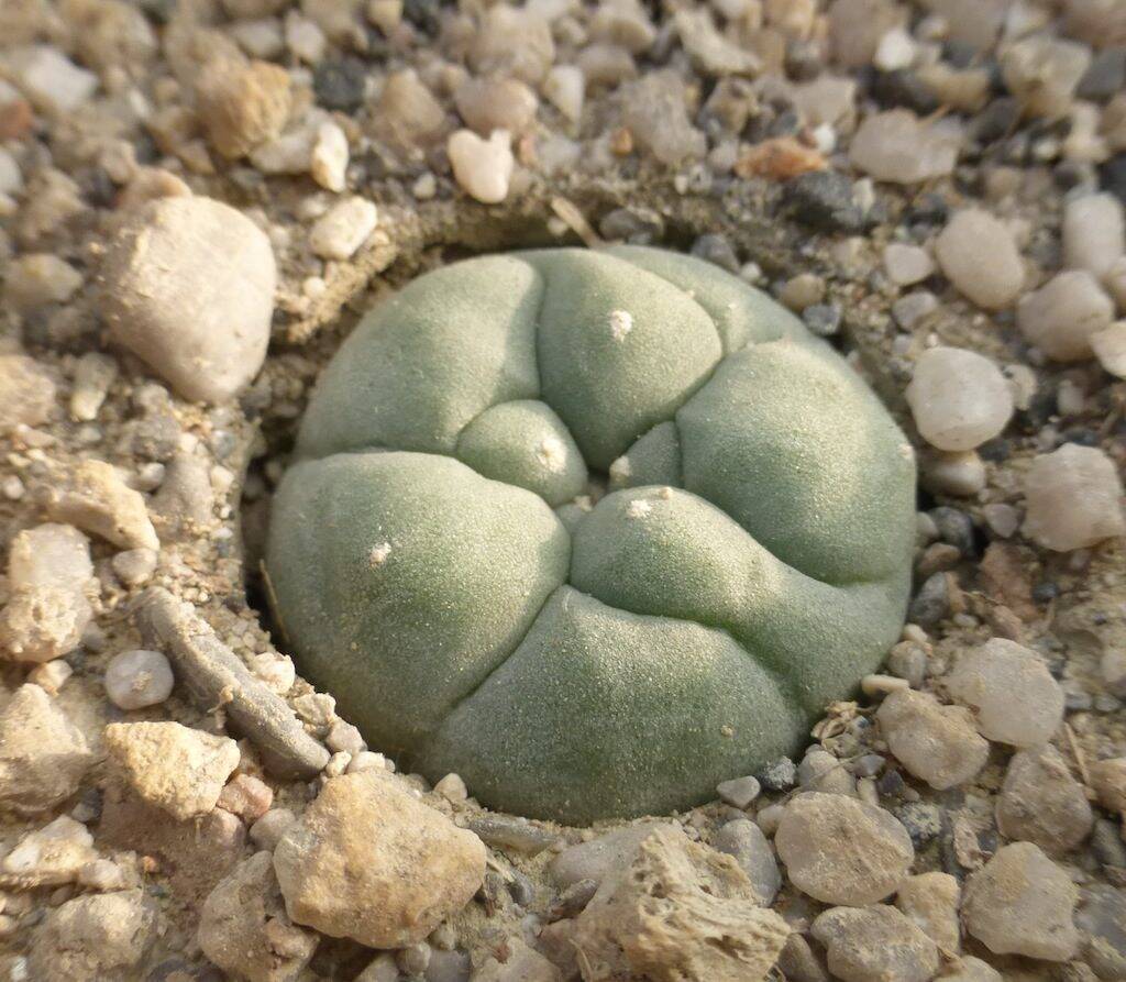 Lophophora williamsii