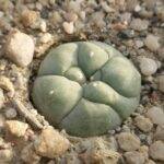 Lophophora williamsii