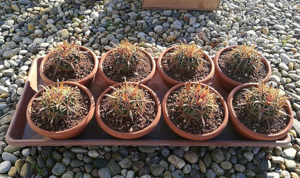 Ferocactus latispinus, mie semine rinvasate