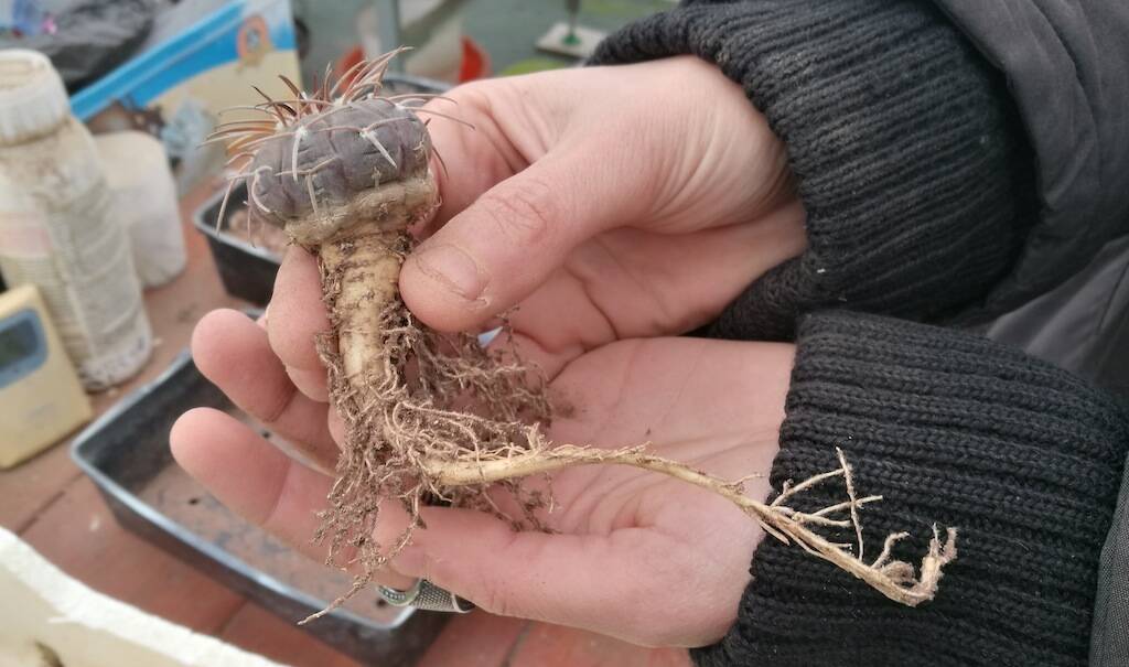 Rinvasare i cactus in inverno: ecco perché e quali sono i vantaggi di questa scelta