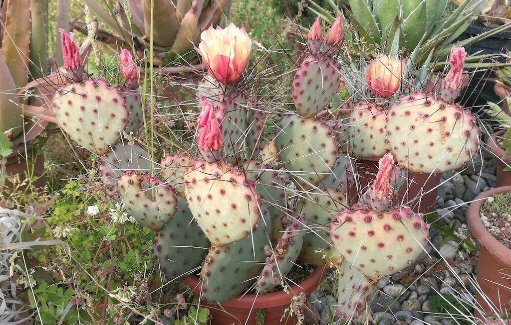 Opuntia azurea