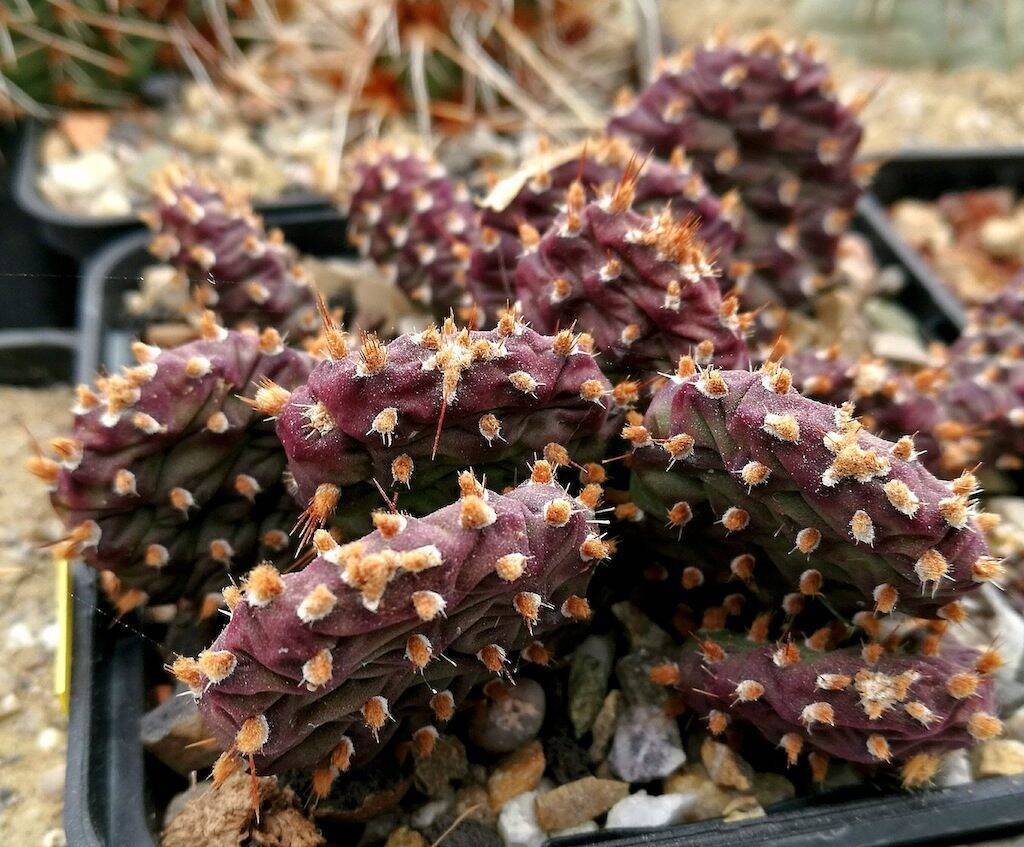 Opuntia fragilis hybrid