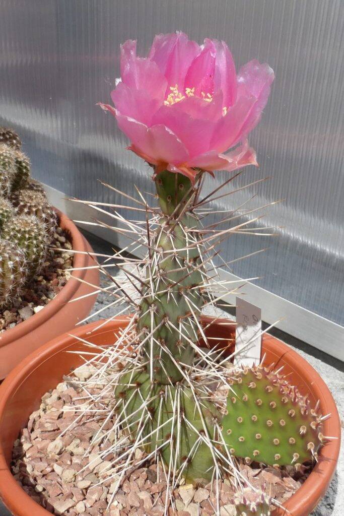 Opuntia rhodantha