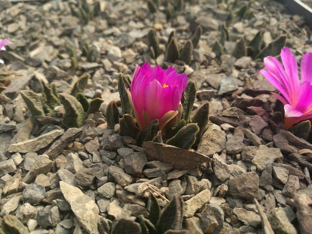 Ariocarpus in substrato marnoso