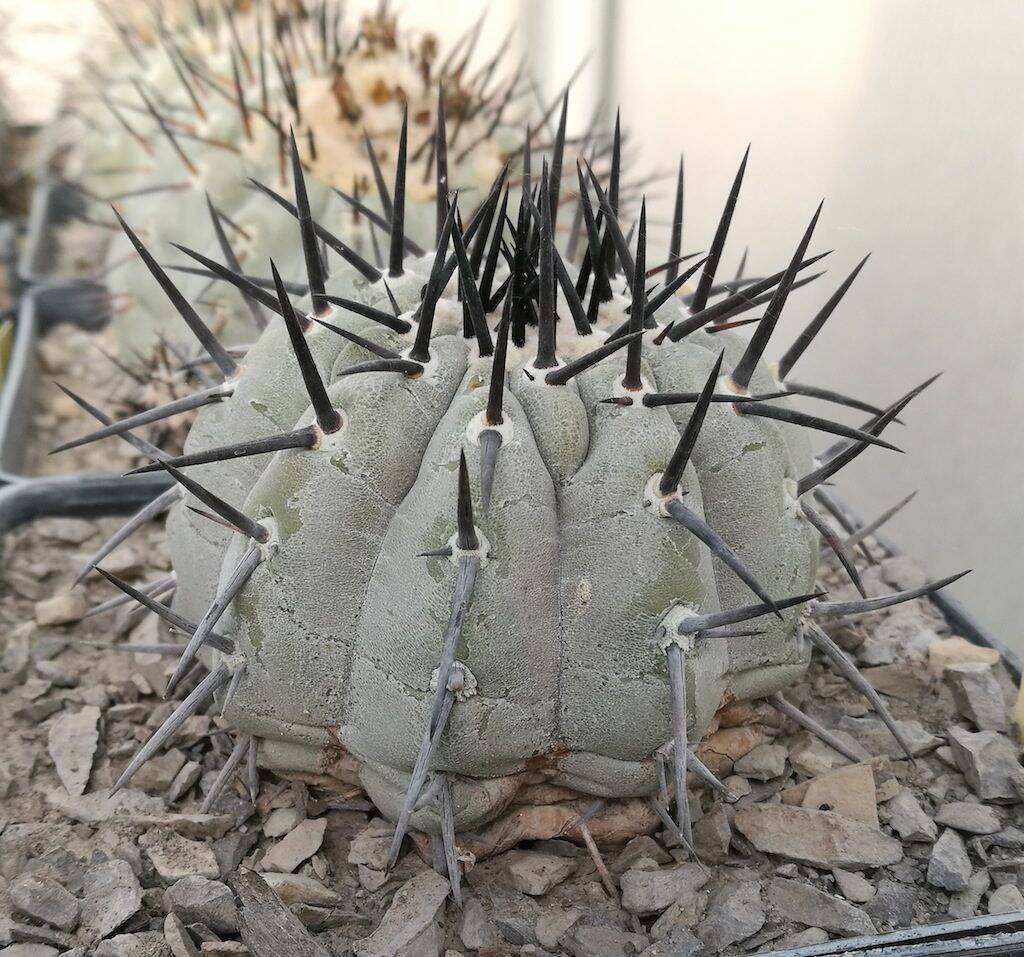 Copiapoa cinerea