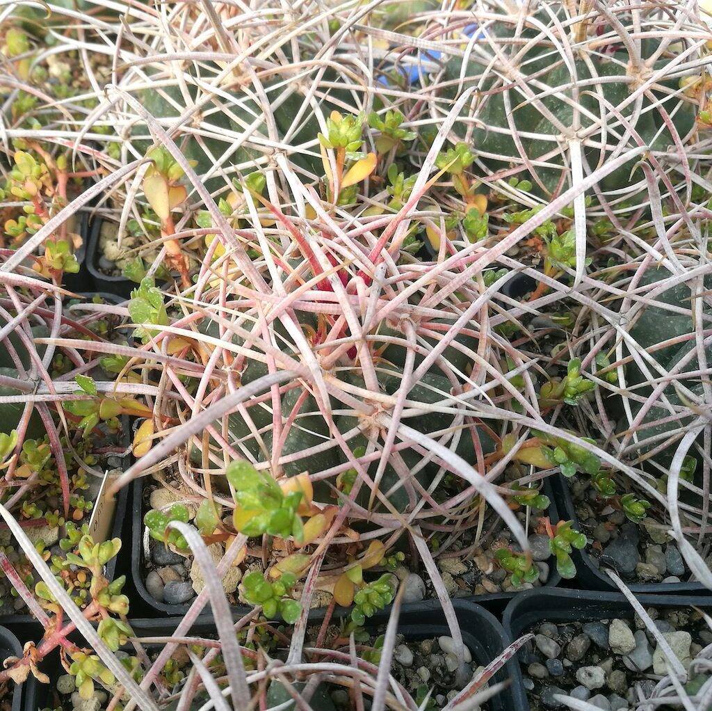 Ferocactus acanthodes, mia semina in marna