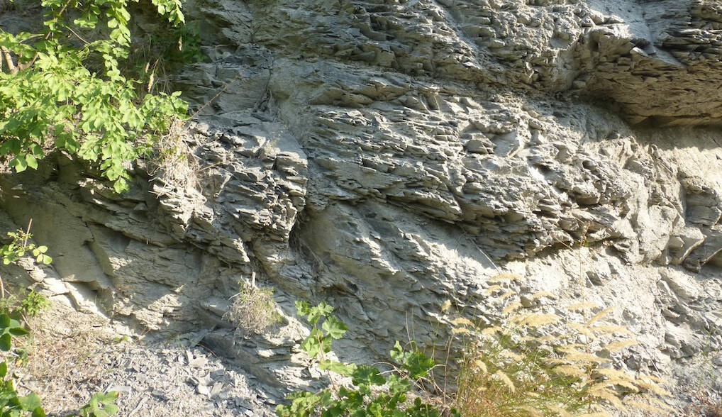 La marna come substrato per i cactus: è davvero il Sacro Graal dei cactofili?