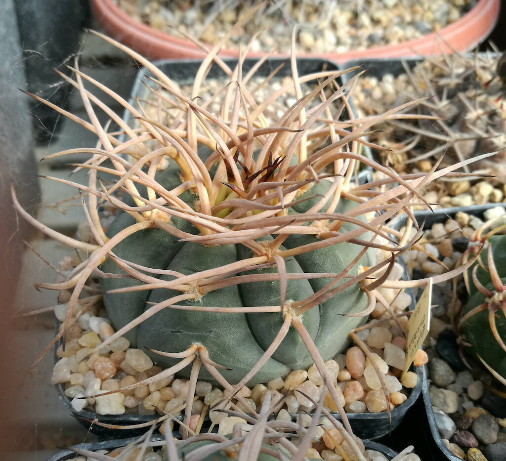 Gymnocalycium cardenasianum mia semina