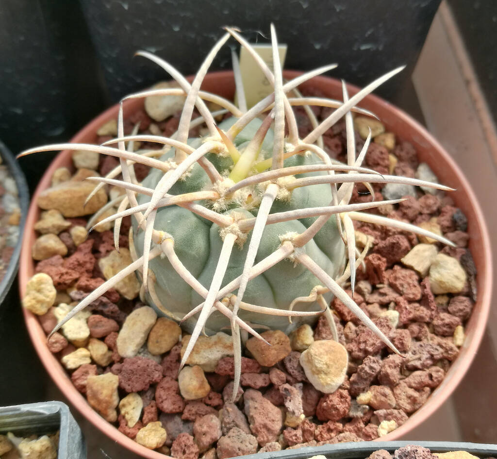 Gymnocalycium cardenasianum mia semina