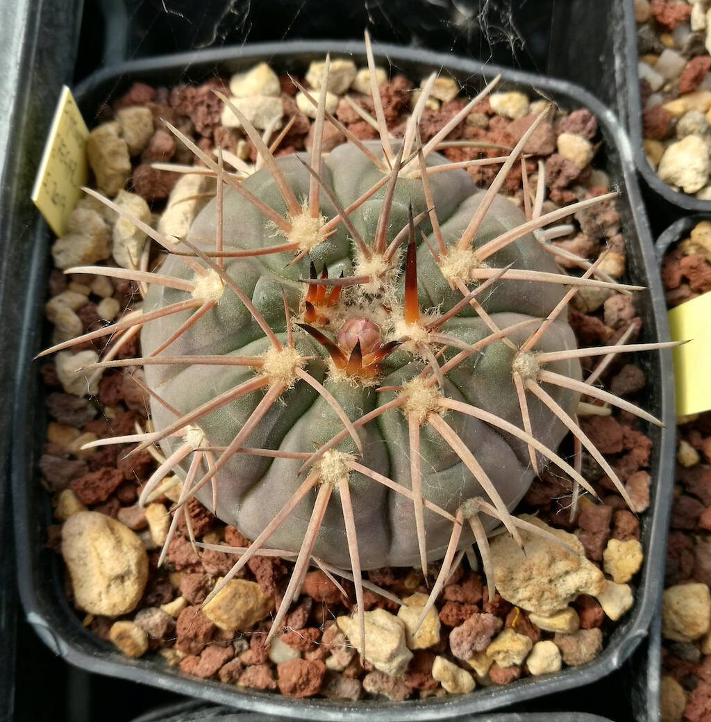 Gymnocalycium spegazzinii mia semina