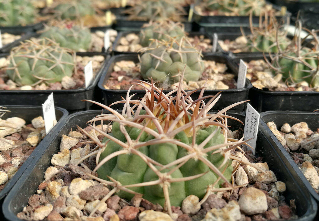Gymnocalycium ferox, mia semina