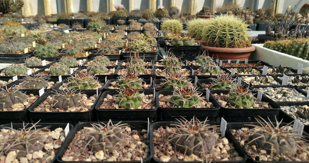 Gymnocalycium, mie semine