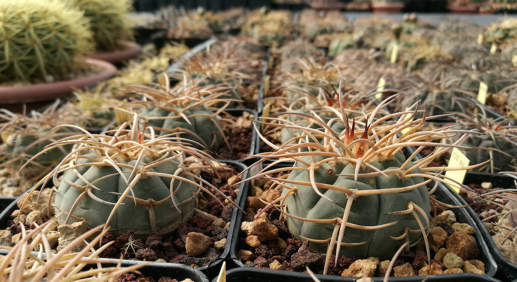 Gymnocalycium cardenasianum, mie semine