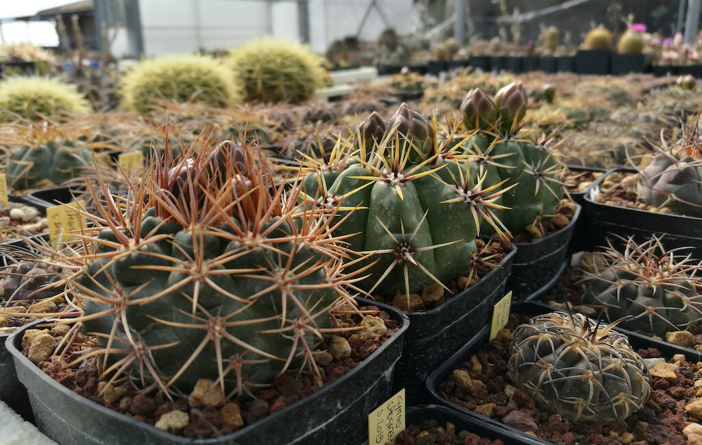 Gymnocalycium, mie semine