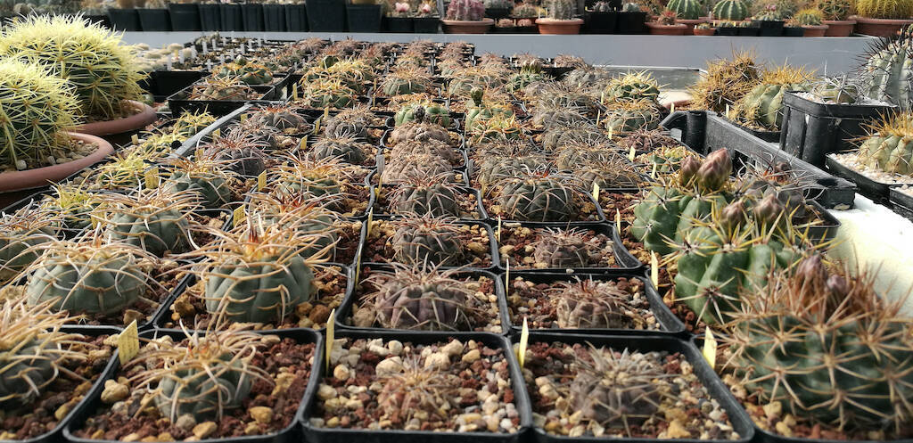 Gymnocalycium, mie semine