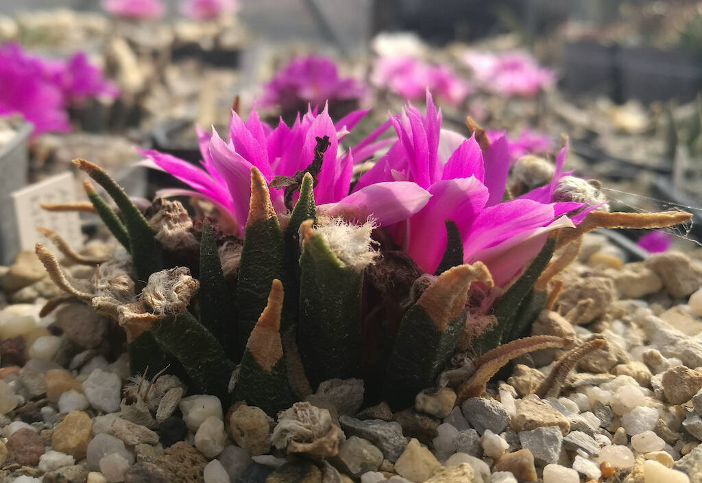 Ariocarpus agavoides