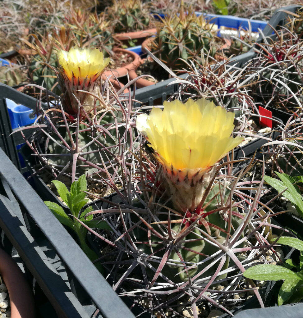 Echinocactus parryi