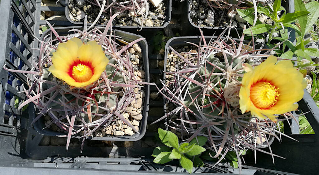 Echinocactus parryi