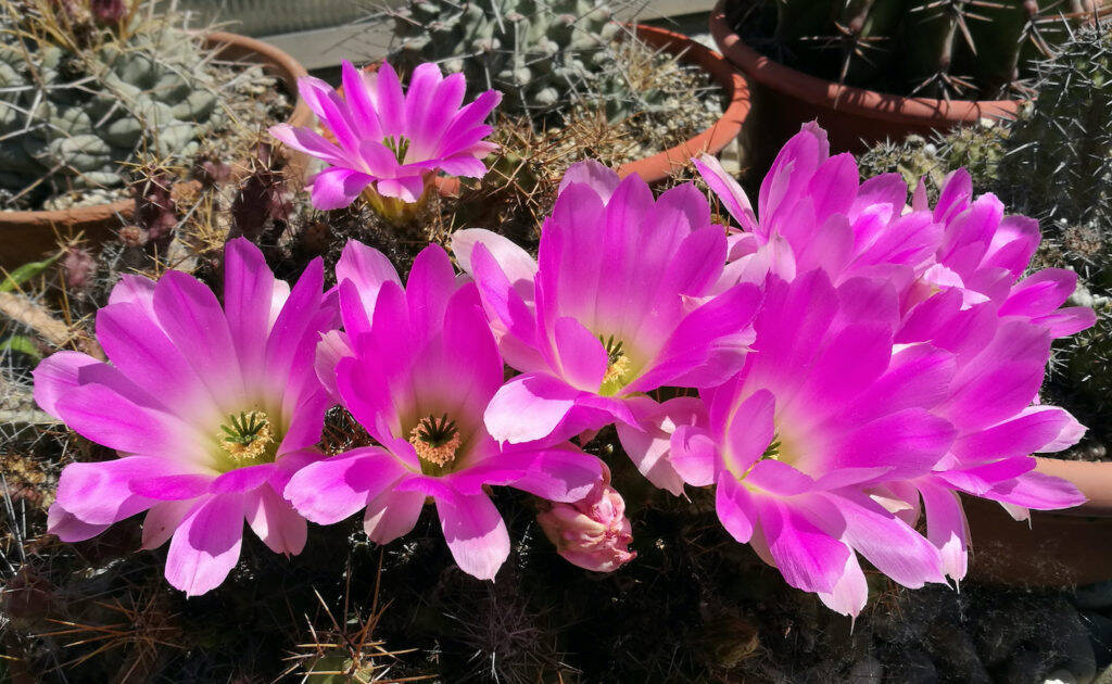 Echinocereus pentalophus