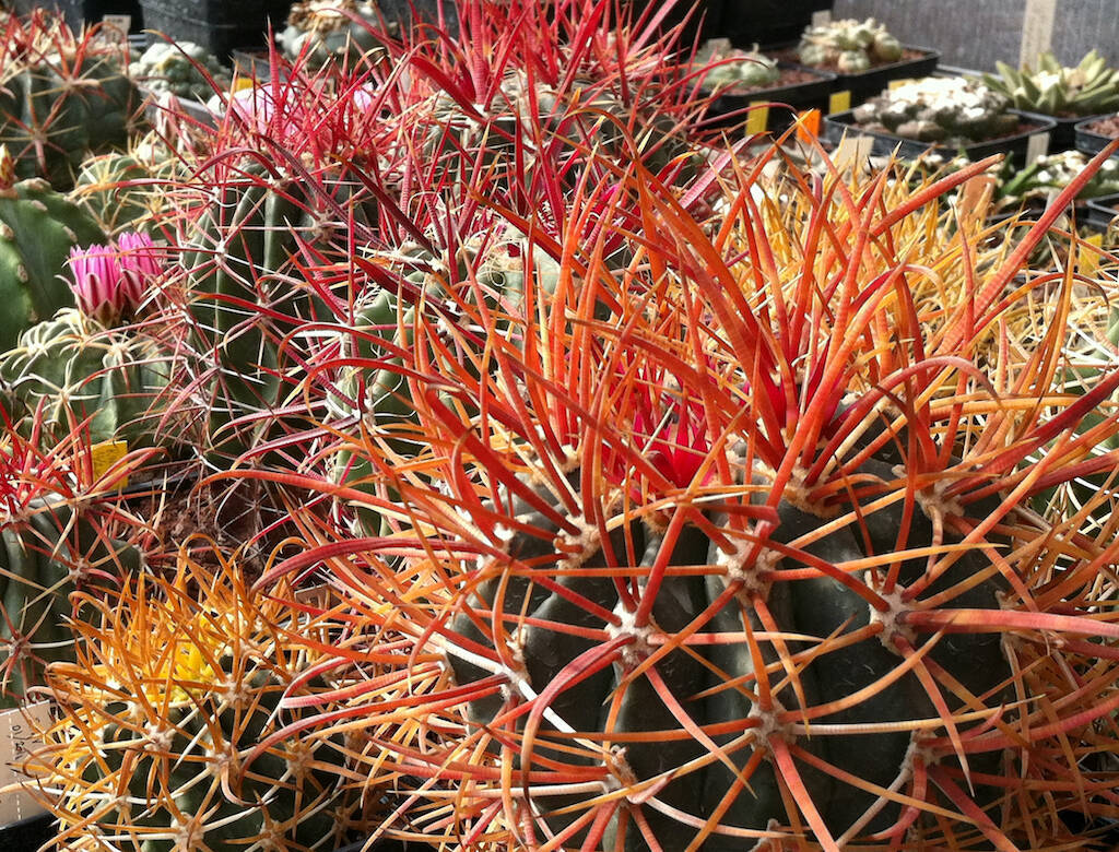 Ferocactus