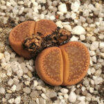 Lithops