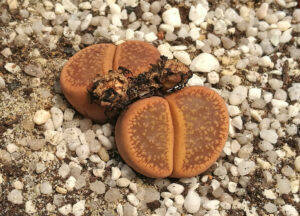 Lithops