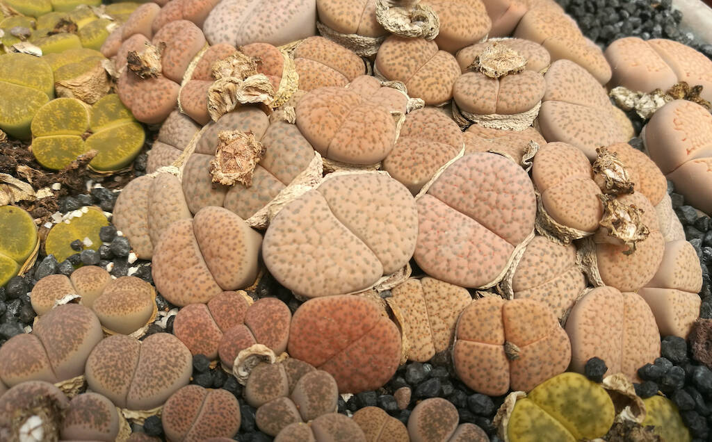 Lithops: particolarità e regole di coltivazione delle cosiddette “piante sasso” o “pietre viventi”