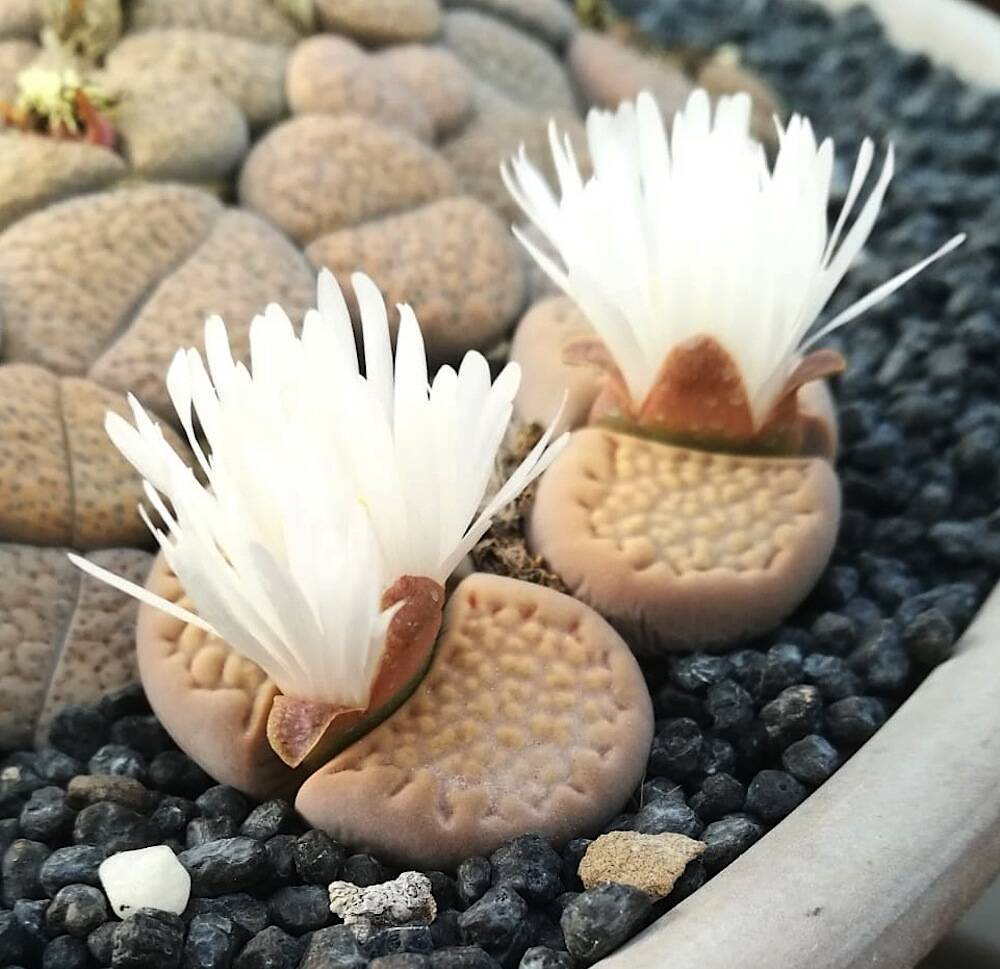 Lithops a fiore bianco