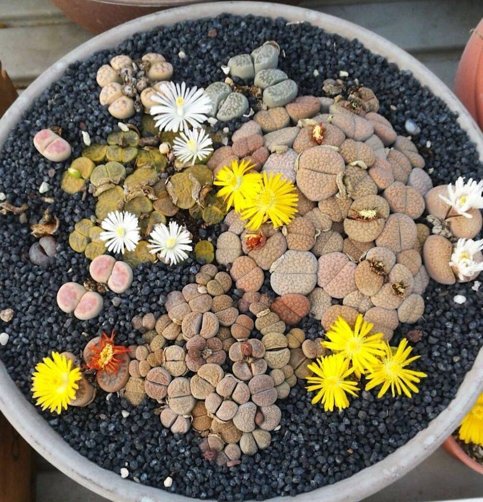 Lithops ciotola