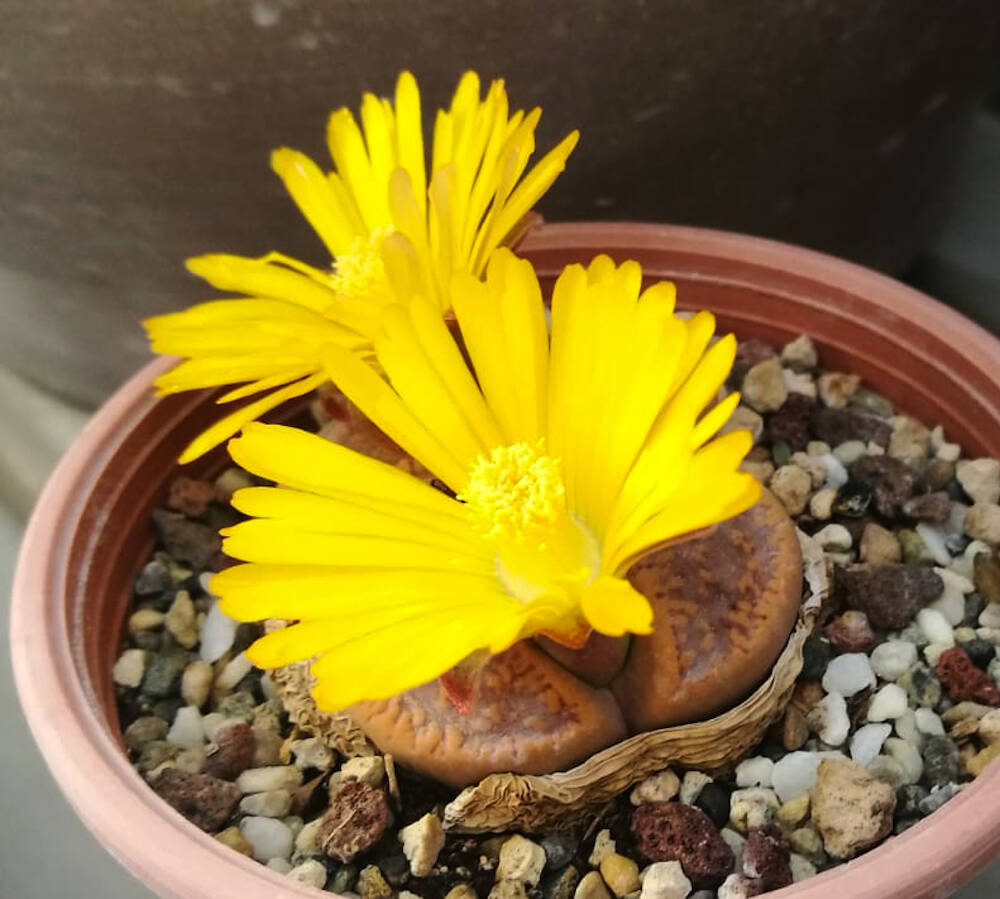 Lithops a fiore giallo