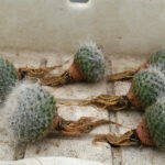 Mammillaria svasate