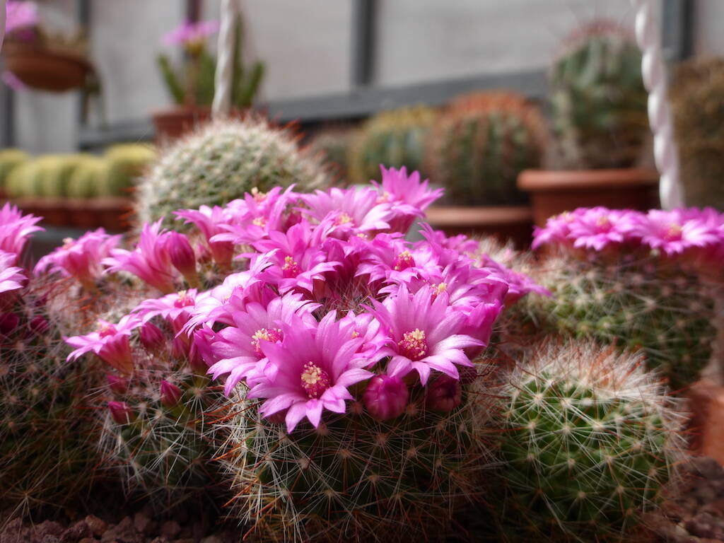 Mammillaria