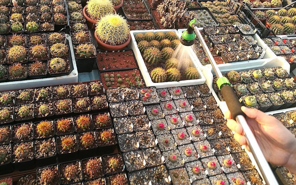 Bagnare i cactus, un breve video per capire quanta acqua dare alle nostre piante