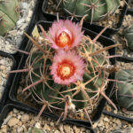 Echinocactus texensis in fiore