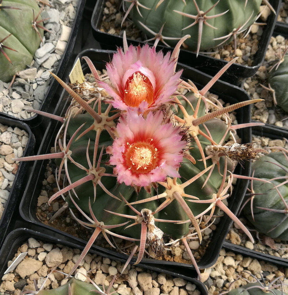 Echinocactus texensis in fiore
