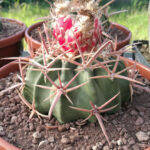 Echinocactus texensis Dal Panta