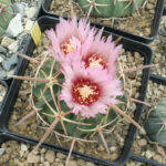 Echinocactus texensis in fiore