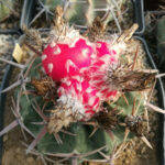 Frutti di Echinocactus texensis