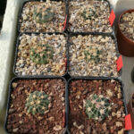 Echinocactus texensis rinvasati