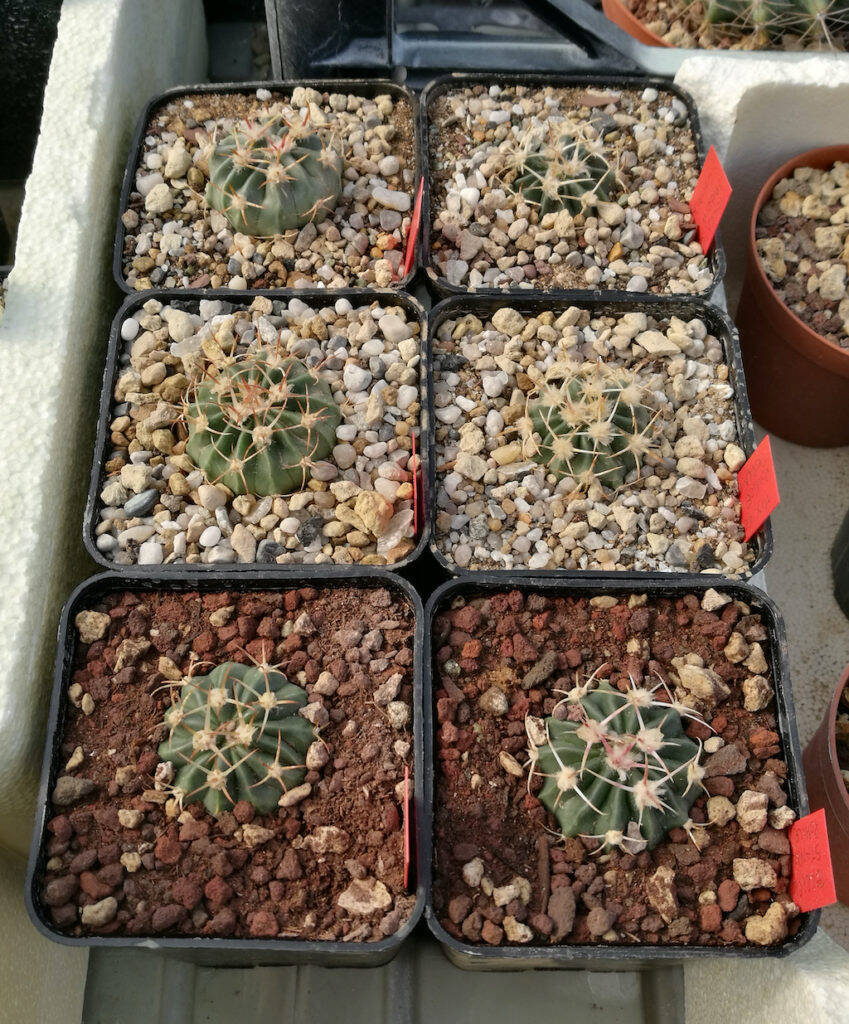 Echinocactus texensis rinvasati