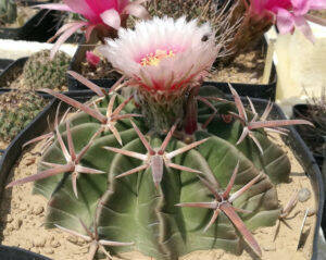 Echinocactus texensis wild