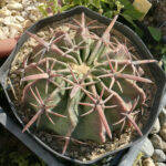 Echinocactus texensis wild con vaso deformato