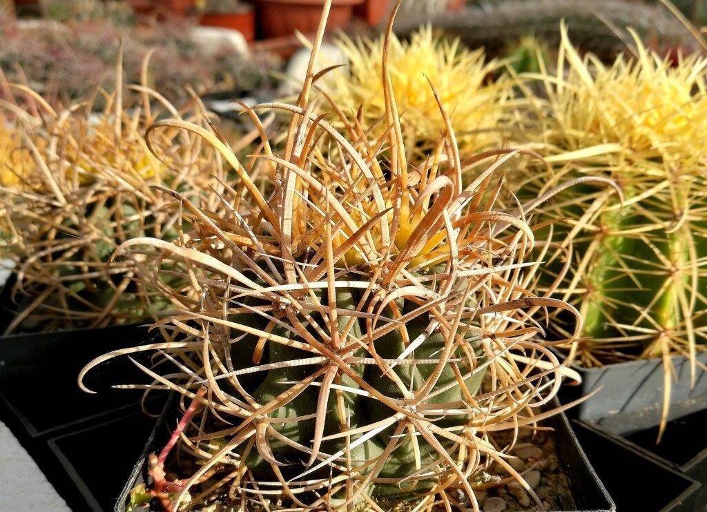 Ferocactus chrysacanthus