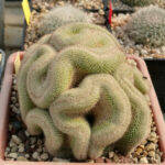 Mammillaria crestata