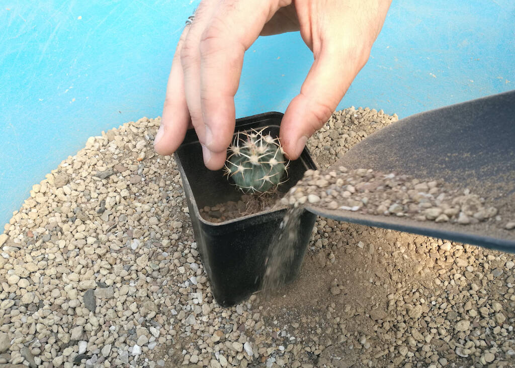 Repotting cacti: an experiment with different substrates to understand how potting soil affects growth