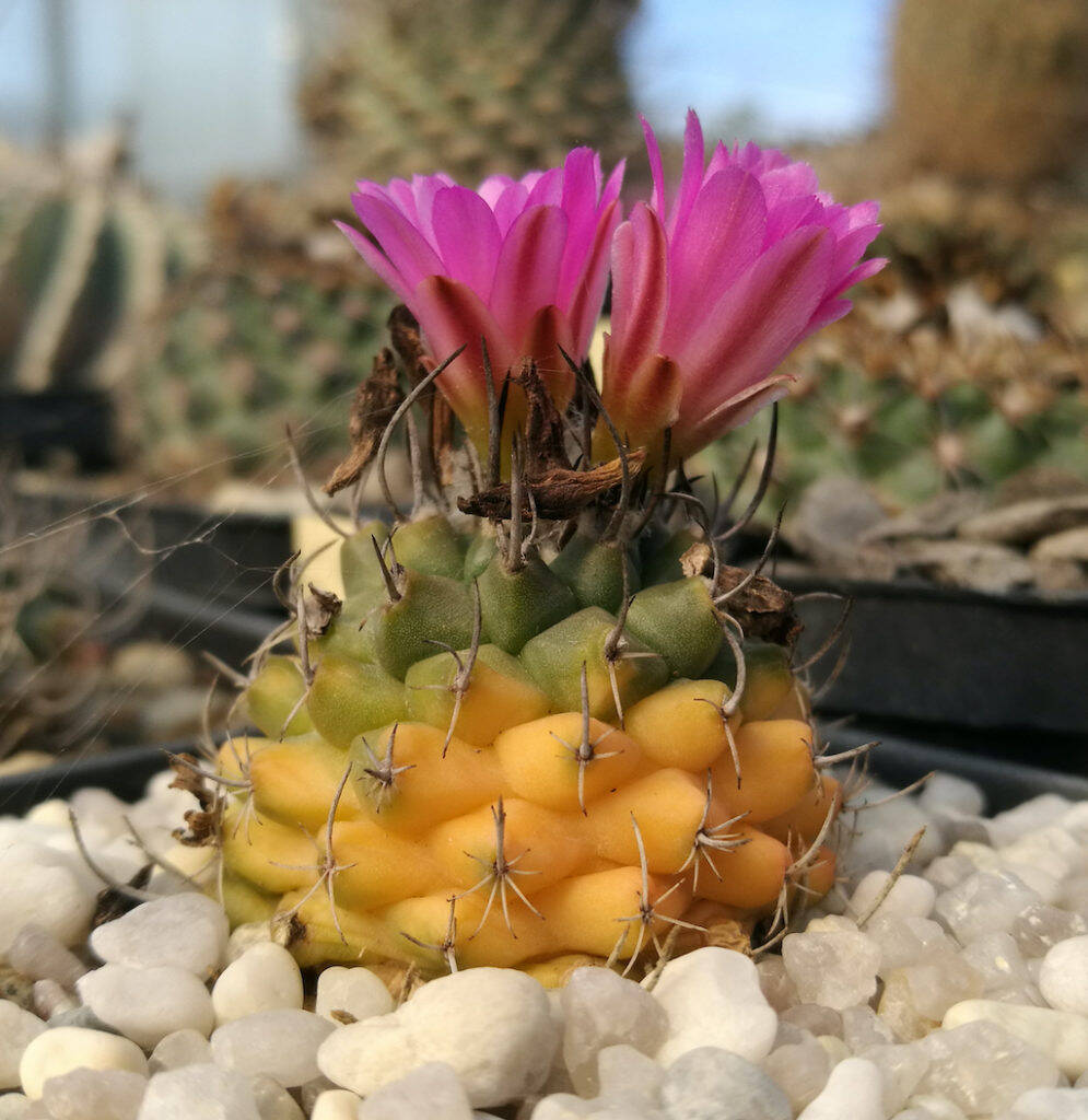 Turbinicarpus sp. variegato