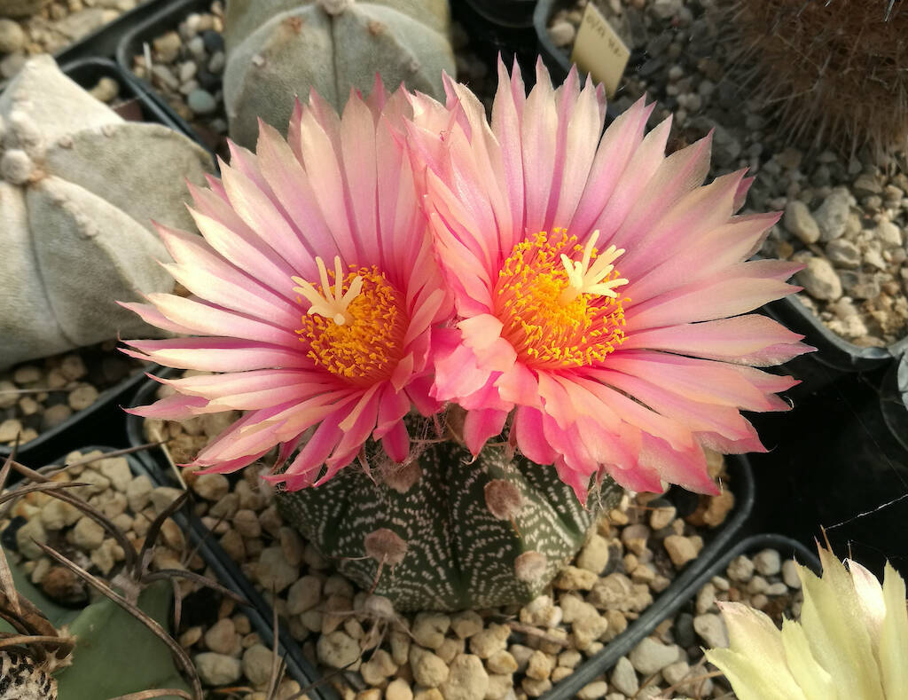 Astrophytum ibrido